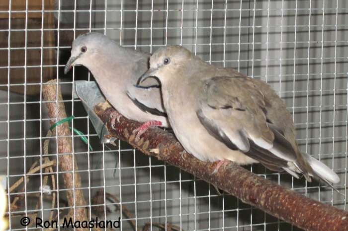 koppel picuiduifjes
