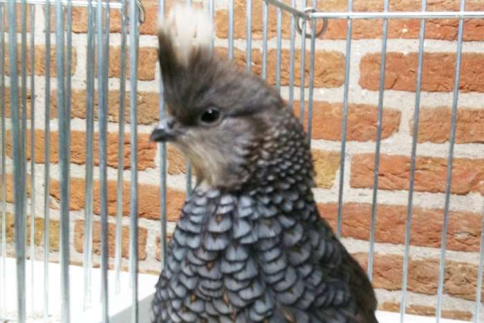 blauwschubben kwartel