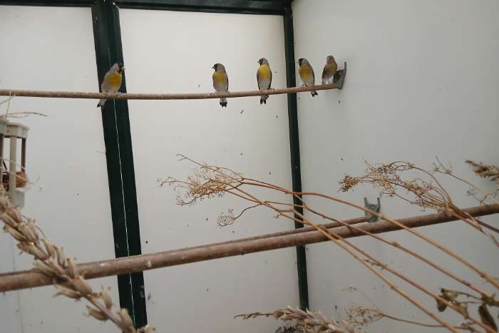 lawrence siskins