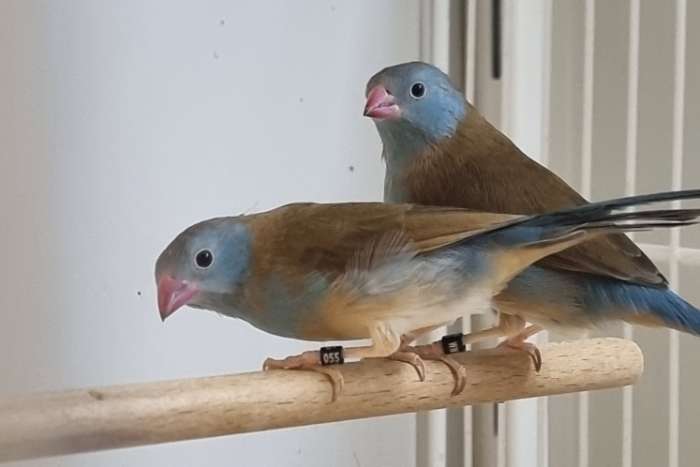 blauwkop blauwfazant ruilen