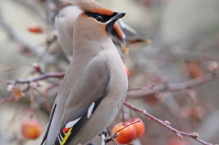 pestvogels