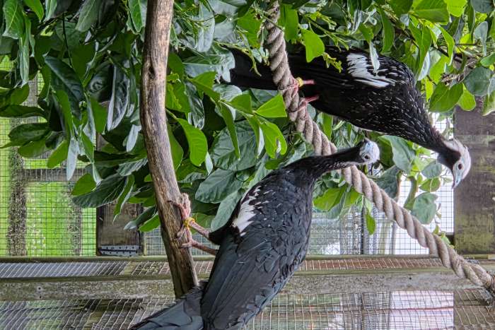 1,1 blaukehlguan ( pipile pipile cumanensis)