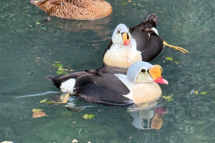 king eider