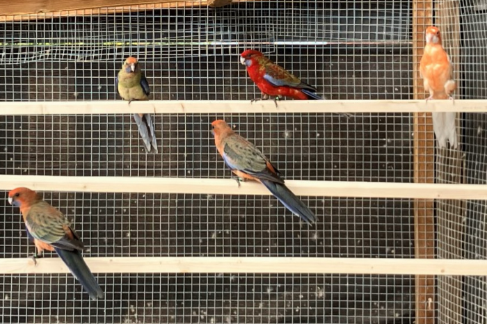pennanten 5 stuks en 2 bergparkieten