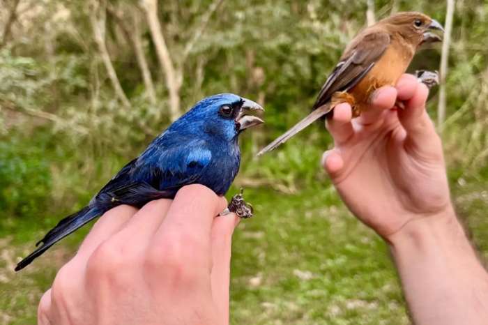 brazilian blue bishops