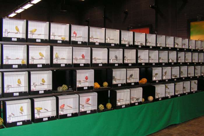 inschrijven voor de grote internationale vogelshow in meijel
