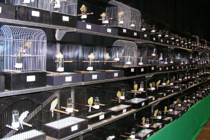 inschrijven voor de grote internationale vogelshow in meijel