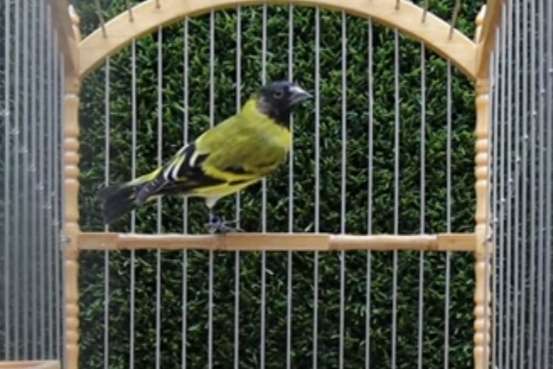 hooded siskin
