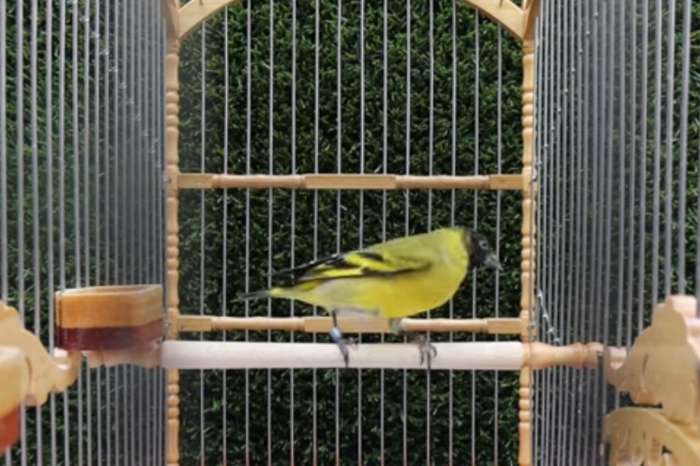 hooded siskin