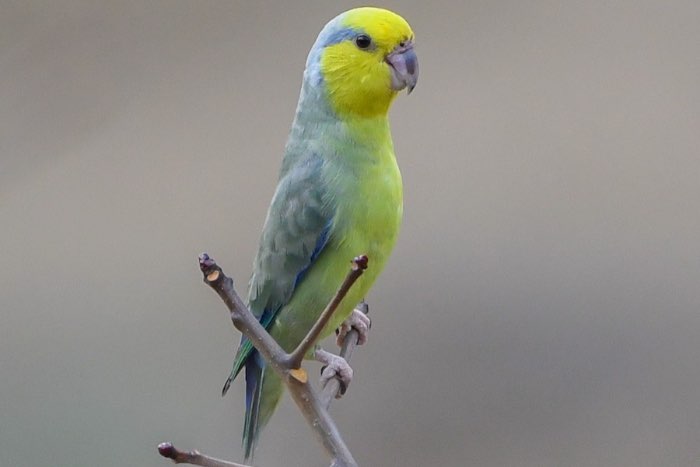 forpus xanthops