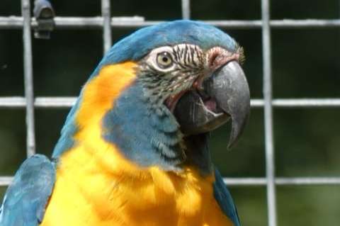 blauwkeel / caninde ara's glaucolaris