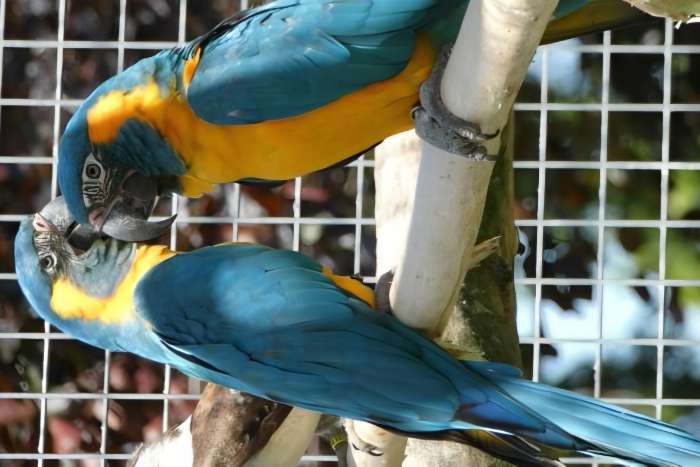 blauwkeel / caninde ara's glaucolaris