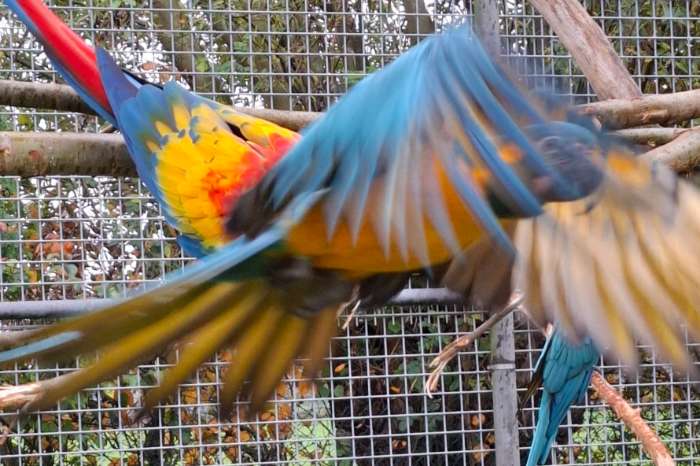 blauwkeel / caninde ara's glaucolaris