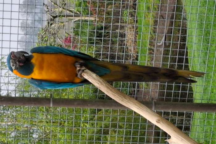 blauwkeel / caninde ara's glaucolaris