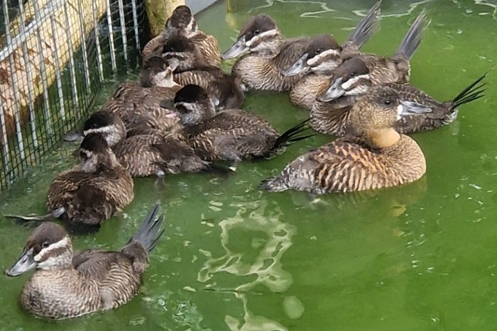 argentinische ruderenten (oxyura vittata)