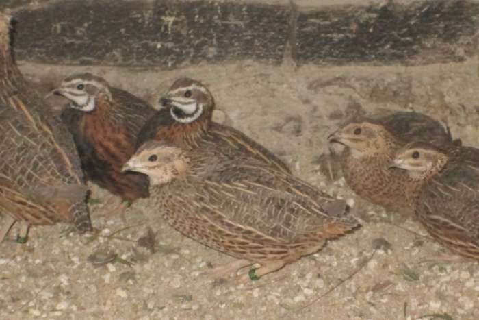 harlekijnkwartels