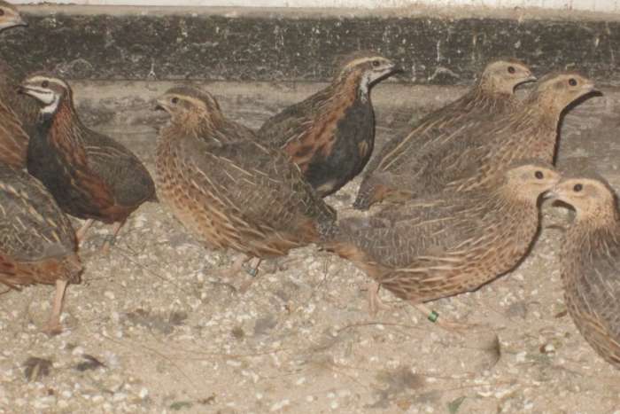 harlekijnkwartels
