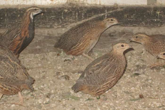 harlekijnkwartels