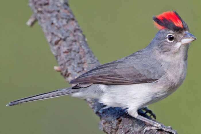 corypuspingus pileatus