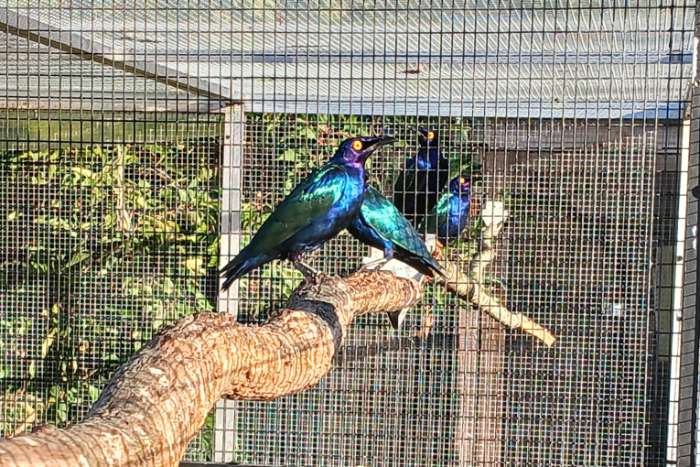 purple glansspreeuwen koppel