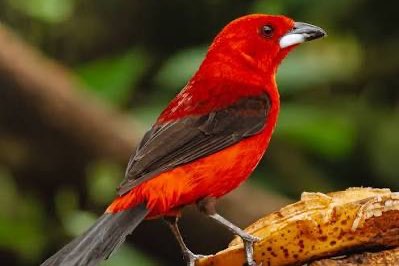 div mooie vogels morgen af te leveren eindhoven