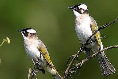 div mooie vogels morgen af te leveren eindhoven
