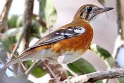 div mooie vogels morgen af te leveren eindhoven