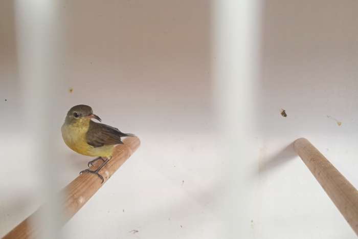 sunbirds