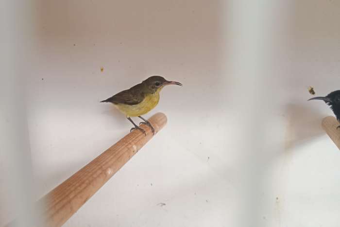 sunbirds