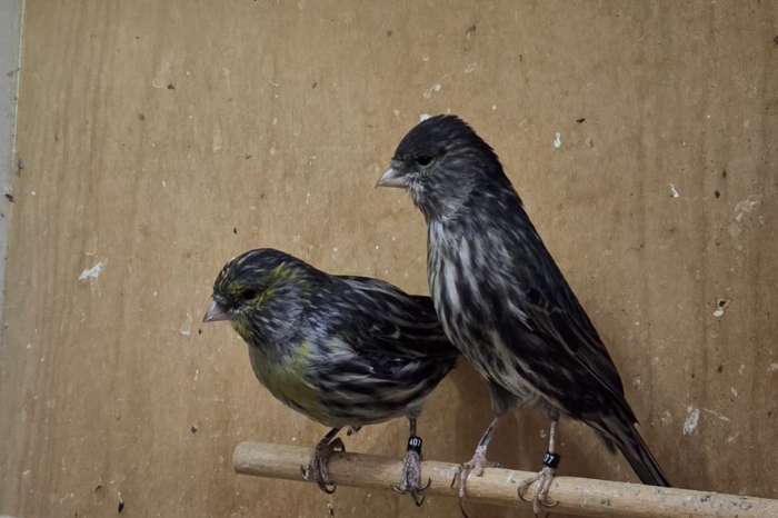 koppel kanaries agaat geel mozaiek met 3 jonge