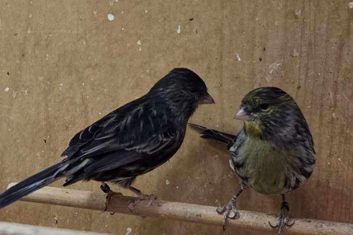 koppel kanaries agaat geel mozaiek met 3 jonge