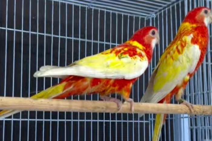 mutation birds