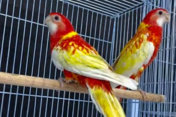 mutation birds
