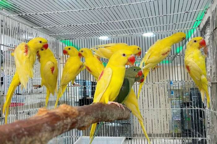 alexandrine parrot