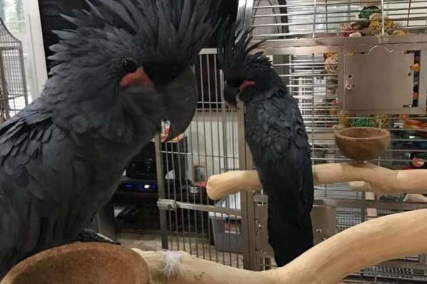 black palm cockatoo