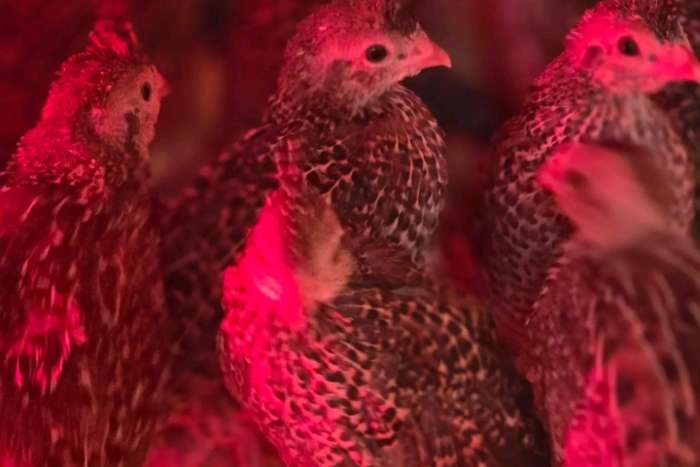 quails