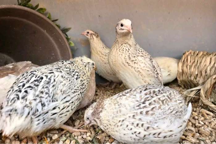 quails