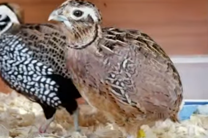 quails