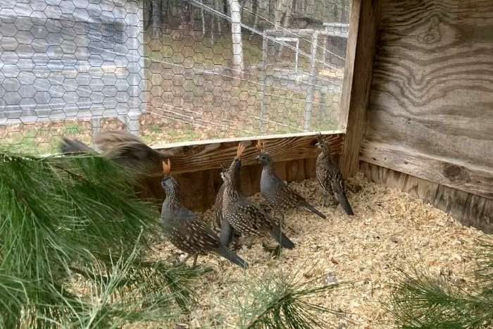 quails