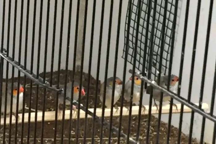 waxbills
