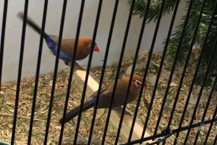 waxbills