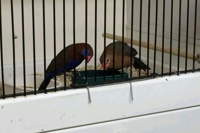 waxbills