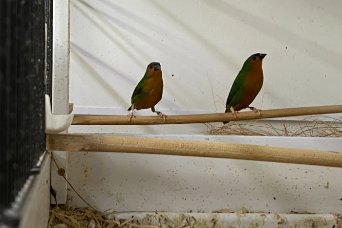 waxbills