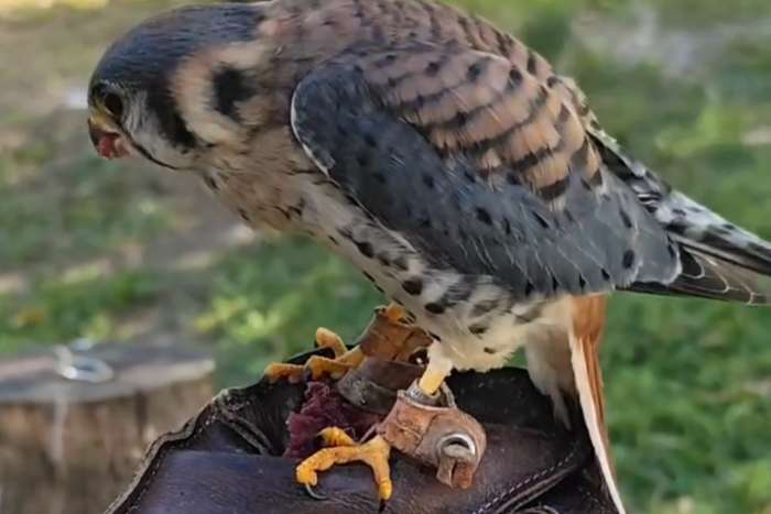american kestrel (falco sparverius)