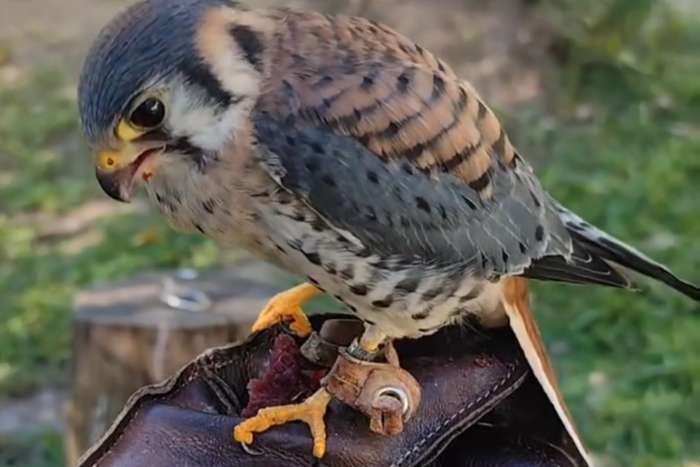 american kestrel (falco sparverius)