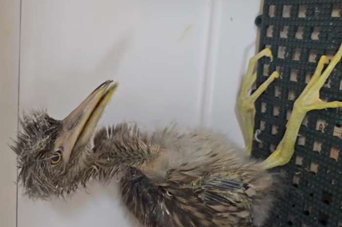 black-crowned night-heron (nycticorax nycticorax).