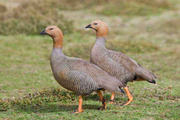 koppel roodkopganzen
