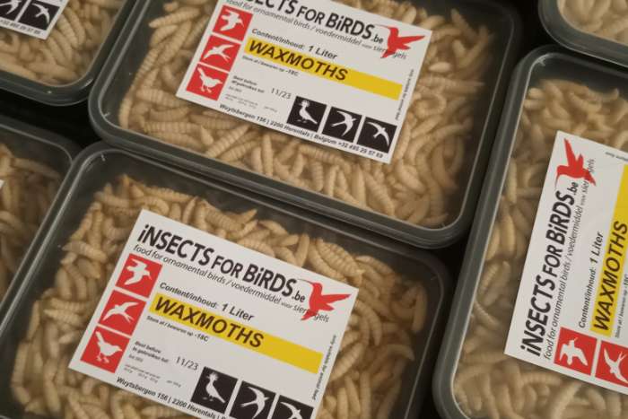 diepvries insecten pre-order putte
