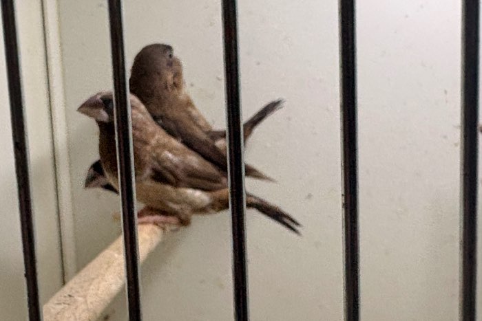 japanse meeuwen