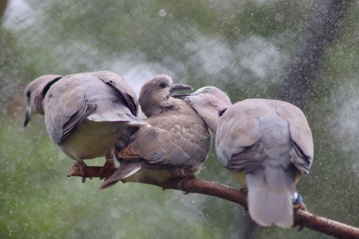 kaapse tortels (streptopelia capicola damarensis)